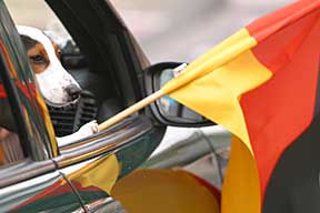 World Cup final celebration: dog with flag