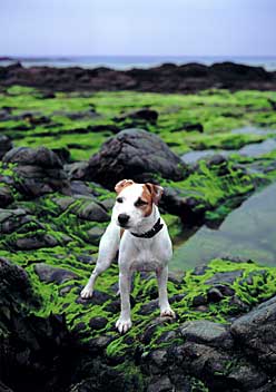 Michael von Aichberger - Fotokunst - "Le chien  Breton"