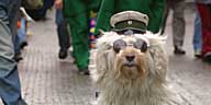 Rosenmontagszug Köln 2003 - Polizeihund auf Motorrad