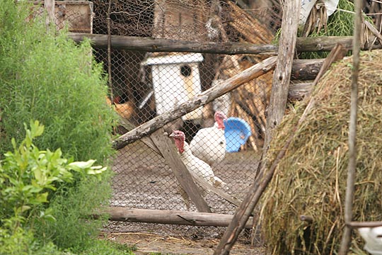 Zum Vergr&ouml;&szlig;ern klicken!