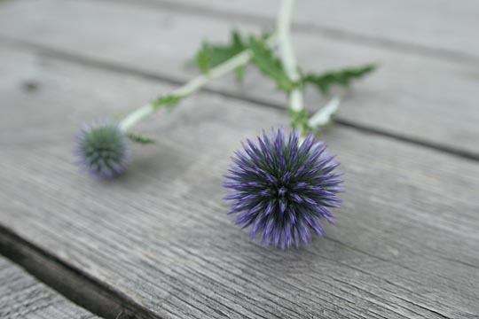 Zum Vergr&ouml;&szlig;ern klicken!