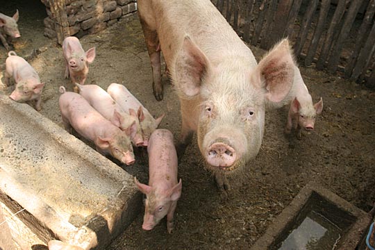 Zum Vergr&ouml;&szlig;ern klicken!