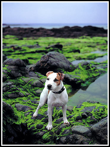 Jack-Russel-Terrier Gonzo in der Bretagne