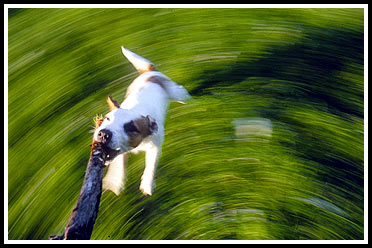 Jack-Russell-Terrier Gonzo  läßt nicht locker